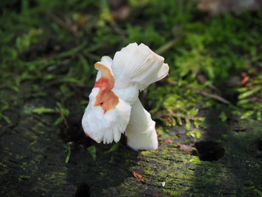 Pijnven, National Parc Forrestland, Overpelt, Hechtel-Eksel and Lommel (Belgium)